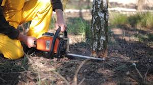 Trusted Tipton, IN Tree Services Experts